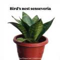 Dwarf Snake Plant live with pot and soil - live indoor plants with pot _ Air purifier plant ( Bird’s nest senseveria ). 