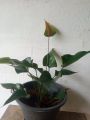 anthuriyam  plant  ඇන්තුරියම් පැල. 
