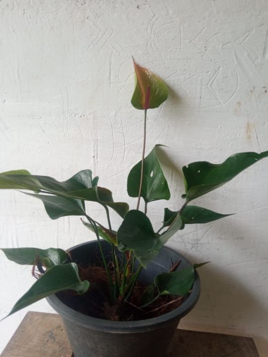 anthuriyam  plant  ඇන්තුරියම් පැල