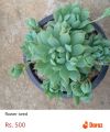 Nelum succlant plant. 