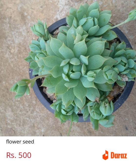 Nelum succlant plant