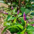 දම් කොච්චි Purple Kochchi 20 Seeds Miris Chili Pepper for Natural Organic Farming Vegetable, Fruit & flower Seed. 