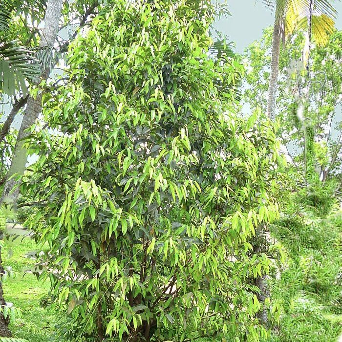 Walla%20patta%20plant%20gyrinops%20walla%20agar%20wood%20plant%20-%20Image%203