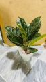 1 feet important high quality floor plant. 