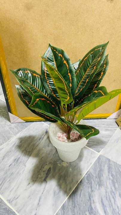 1 feet important high quality floor plant