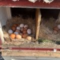 10Pcs/1Pc Nesting Liner Nest Box Chicken Mat, Nest Mat Box Liner, Chicken Coop Chicken Mat, Chick Mat Bird Nest Mat Rabbit Mat.