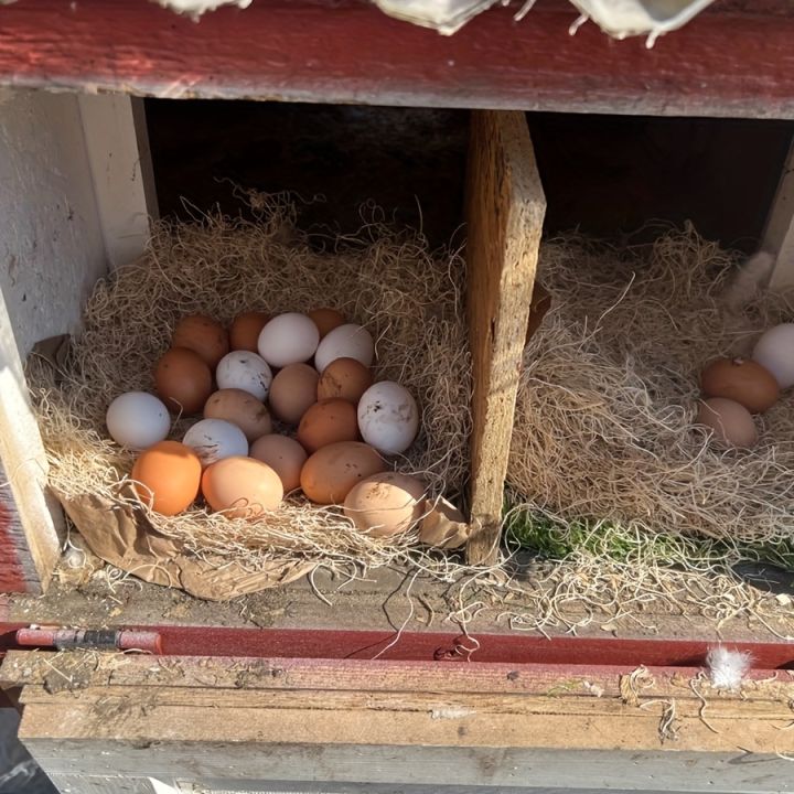 10Pcs/1Pc%20Nesting%20Liner%20Nest%20Box%20Chicken%20Mat,%20Nest%20Mat%20Box%20Liner,%20Chicken%20Coop%20Chicken%20Mat,%20Chick%20Mat%20Bird%20Nest%20Mat%20Rabbit%20Mat%20-%20Image%206