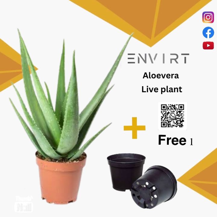Full large size Aloevera with pot | tall, Healthy and heavy leaves (not seeds) | Real | size: 2ft | aloe vera, alovera| Plant parlour