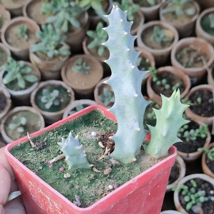 Plants%20Small%20Live%20Plants%20-%20Image%2010