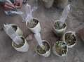 Grafting poly cap for grafting 100gm tube polythene 1.75 inche. 