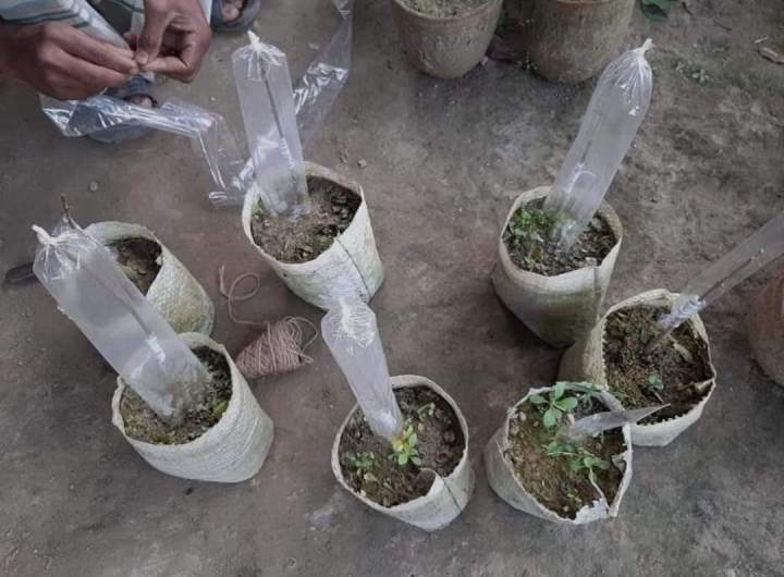 Grafting%20poly%20cap%20for%20grafting%20100gm%20tube%20polythene%201.75%20inche%20-%20Image%202