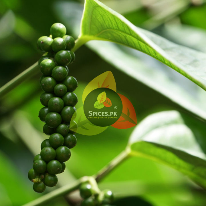 Premium%20White%20Pepper%20Corn%2075g%20-%20Whole%20Sufayed%20Mirch%20Sabut%20-%20Aromatic%20White%20Peppercorns%20-%20Pure%20Export%20Quality%20Spices%20-%20Image%208