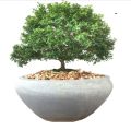 Kuru atteria plant for bonsai. 