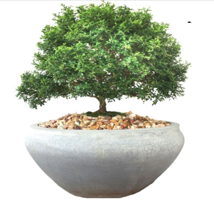 Kuru atteria plant for bonsai