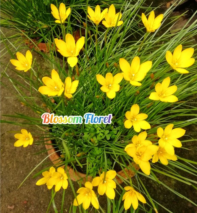 Rain lily bulb (10 piece), (Zephyranthes drummondii)