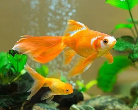 Hikari%20goldfish%20-%20Image%204