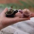 Turtle shape candle for home decor. 