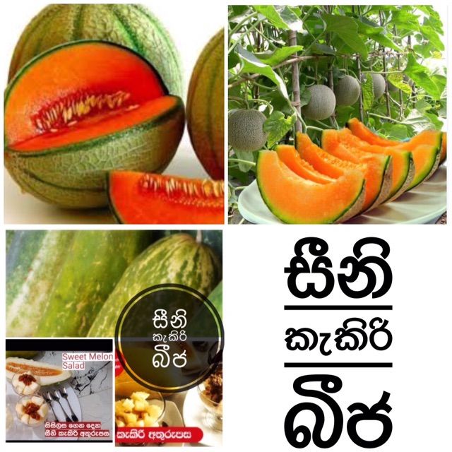 Seeni%20kekiri%20(piti%20kekiri)%20for%20juice%20macking%20home%20garden%20-%20Image%202