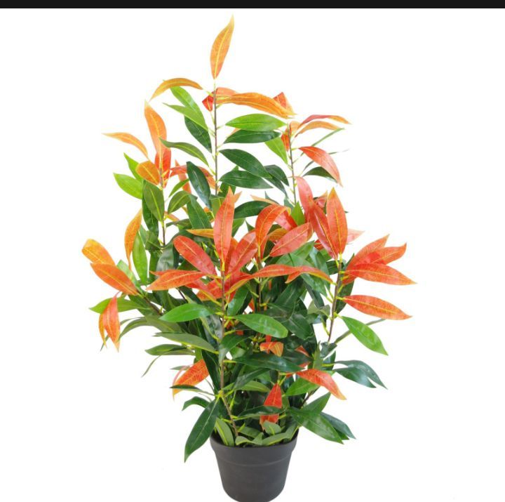 Christina plant :A Refreshing Touch of nature for you living space