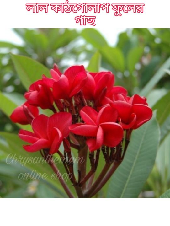 Red kathgolap/Plumeria flower plant outdoor plant 10-15 inch long plant with soil 1 piece