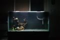 Aquarium Black Sand Decoration. 