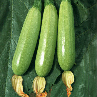 Sukini%F0%9F%8E%88All%20varieties%F0%9F%8E%AFThe%20cheapest%2010g.%F0%9F%8E%AFAll%20varieties%20of%20zucchini%20seeds%203-5%20seeds%F0%9F%8E%88Easy%20teething%F0%9F%8C%B1Towi%E2%98%98%EF%B8%8F%20Pitting%20balls%E2%98%98%EF%B8%8F%20Delicious%20-%20Image%204