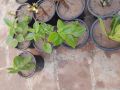 baby sun rose live plant with pot. 