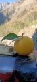 Fresh Farm-Grown Oranges - Naturally Sweet and Juicy. 