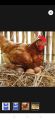 Poultry feed 3 no size birds murghi ki feed  chicks chicken and duck's 3kg. 