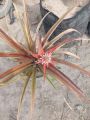 Pineapple 🍍 Plant 2 feet in size best quality Without Gamla. 