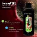 AQUATIC VENTUREZ Fungus Cure Medicine For Fungal Fungus Infection In Aquarium Fish 120ml Kohinoor Aquarium. 