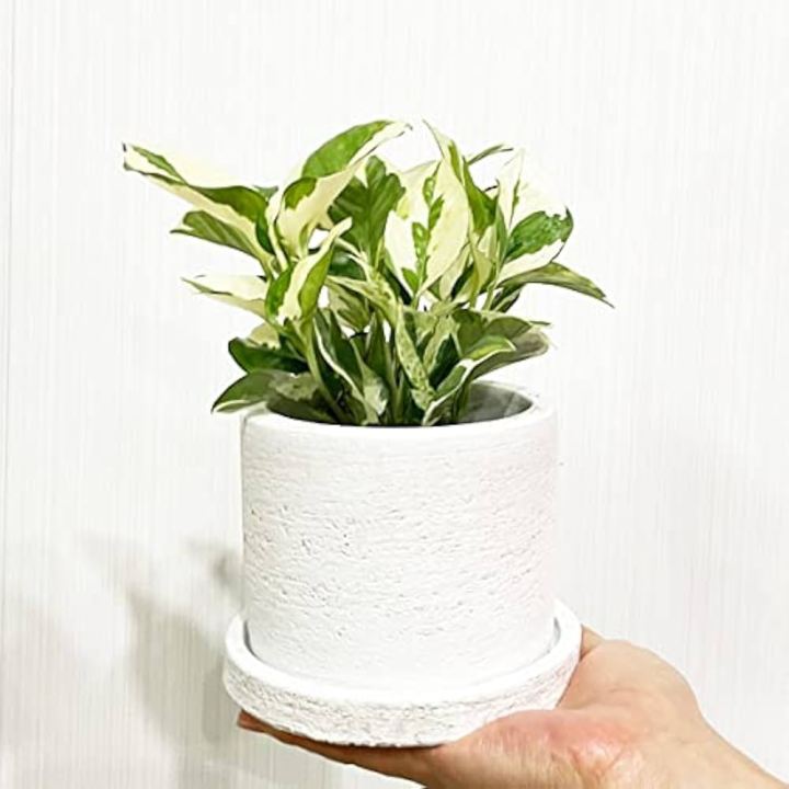 Plantable%20vase%20with%20a%20tray(2%20piece%20combo%20set)Home%20and%20living%20room%20decorative%20-%20Image%202