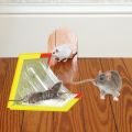 Mouse Sticky Traps Board Rat Glue Mouse Glue Board Mice Catcher Trap Non-toxic Pest Control Reject Mouse Killer Rat Traps. 