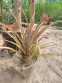 Pineapple 🍍 Plant 2 feet in size best quality Without Gamla. 