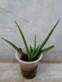 Aloe vera plant. 