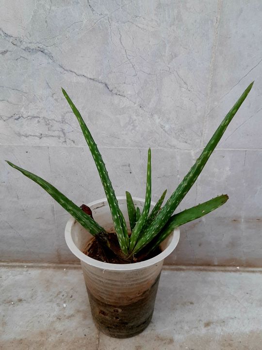 Aloe vera plant
