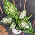 Aglaonema snow white indoor and semi outdoor houseplant with tob and soil 1 piece.