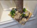 Australian parrot Taxidermy / Stuffed parrot / Hoonudkari. 