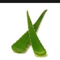 Original An Natural Aloe Vera Leaves Big 4 Leaves Full Of Fresh Natural Grown In Home Full Organic Aleo Vera Plant. 