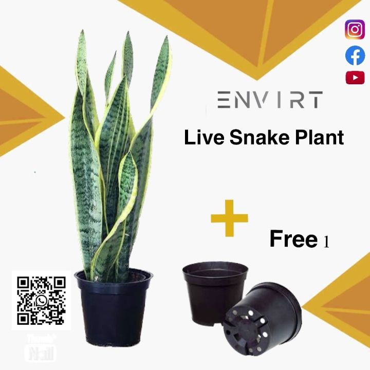 Snake plant Not Seeds , Real Envirt Daraz.pk