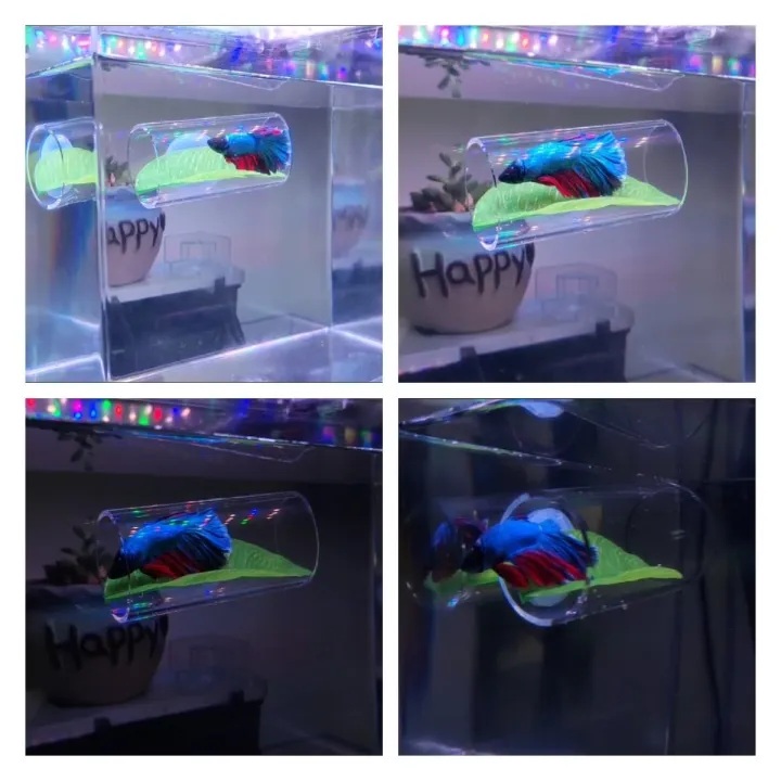 1/2Pcs%20Betta%20Fish%20Acrylic%20Tube%20Tunnel%20Hollow%20Design%20Fish%20Tank%20Decorations%20For%20Better%20Observation%20Fish%20Improves%20Betta's%20Health%20-%20Image%205