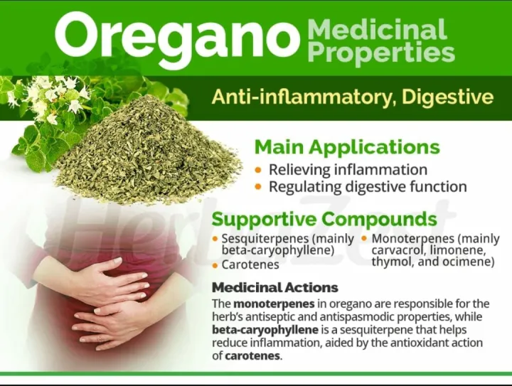 ORIGINAL%20ORIGANO%20-%20Image%207