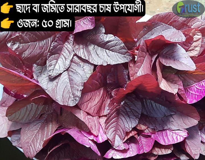 50gm High Quality Red Spinach / Lal Shak / লাল শাক  Seeds.
