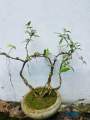 Bonsai Natural living  plant ficus benjamina. 