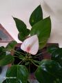 Anthurium Lady jane. 