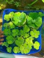 WATER LETTUCE FLOATING AQUARIUM PLANT, PACK OF 5 PLANTS,  
Aquatic Live Plants Online – Freshwater Aquarium Plants for Sale in Pakistan. 