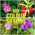 කූඩලු මල් Kudalu flowers mix colours 50 seeds for your beautiful home garden.. 