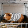 Guinea Pig Clothes Striped Small Pets T-shirt Soft Breathable Elastic Shirt for 5.9-inch Hamster Chinchilla Anti-shedding Outfit. 