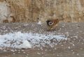 Broken Rice for wild birds (tota chawal) (1 KG). 