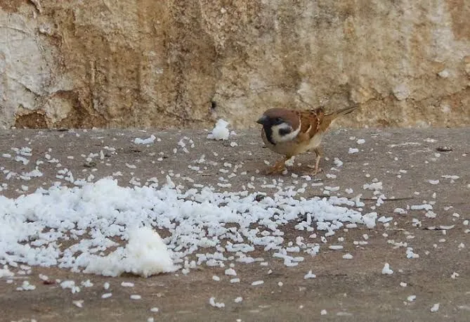 Broken%20Rice%20for%20wild%20birds%20(tota%20chawal)%20(1%20KG)%20-%20Image%203